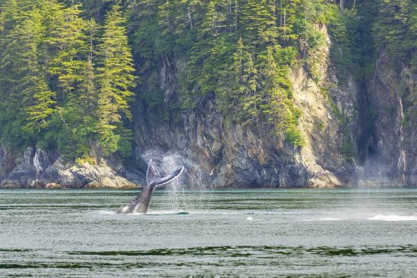 Alaska Humpback whale tail lobbing